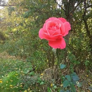 Meet your Posher, Cathy